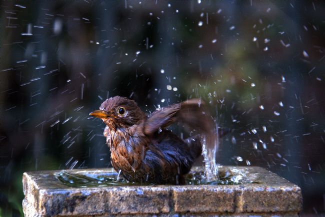 Chris Day | Juvenile Blackbird