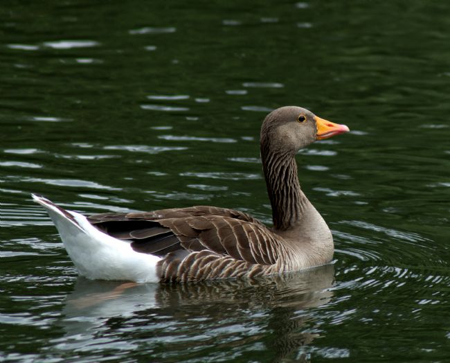 Chris Day | Greylag Goose