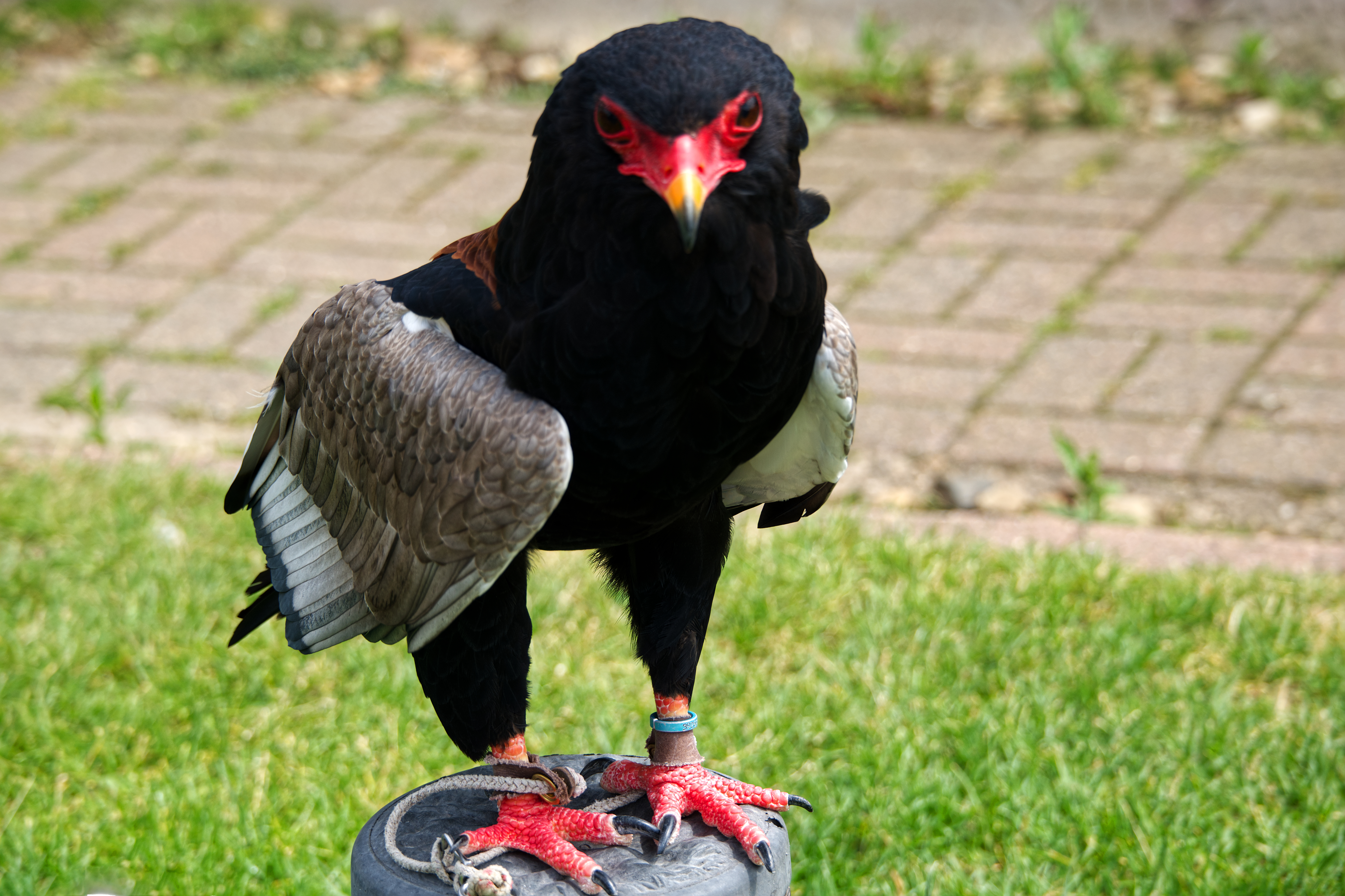 Chris Day | Bateleur Eagle