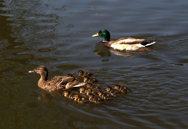Chris Day | Day out on the canal