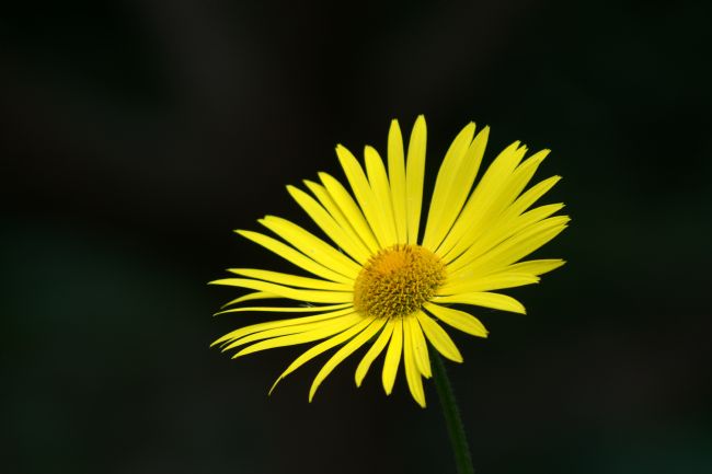Chris Day | Yellow daisy