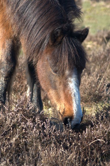 Chris Day | New Forest Pony