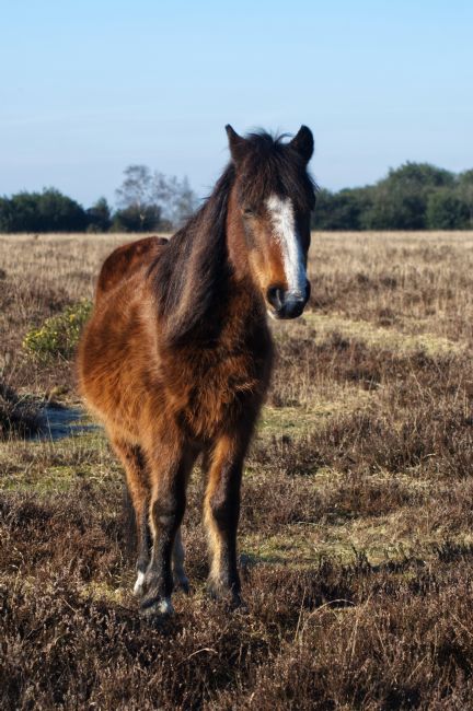 Chris Day | New Forest Pony