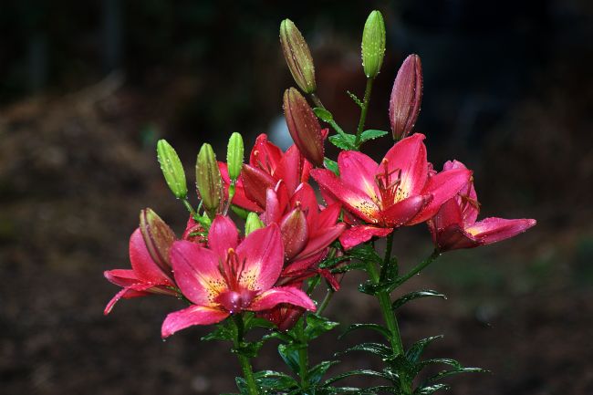 Chris Day | Arsenal Lily