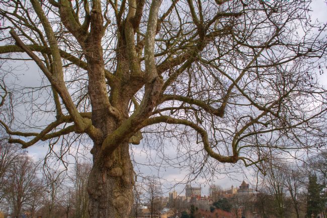 Chris Day | Oak Tree