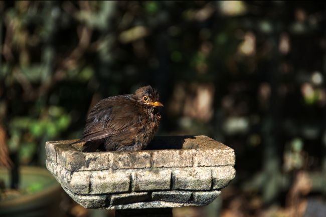 Chris Day | Juvenile Blackbird