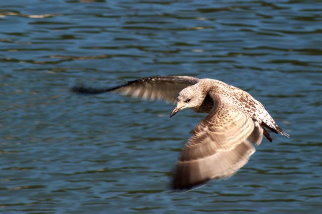 Chris Day | Herring Gull