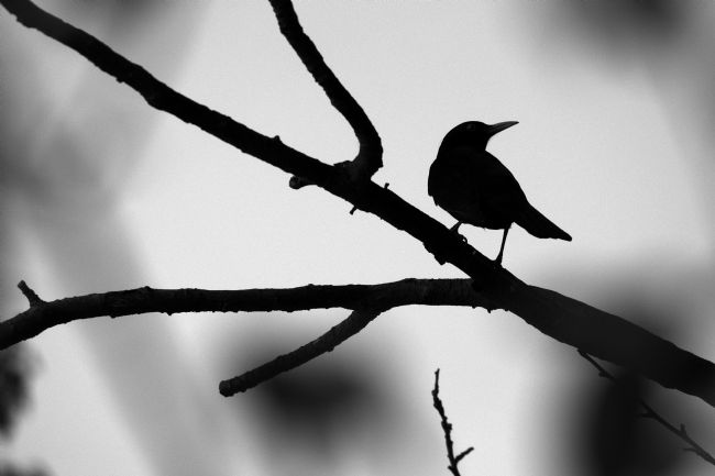 Chris Day | A touch of Hitchcock