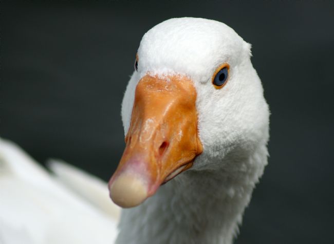 Chris Day | Snow Goose