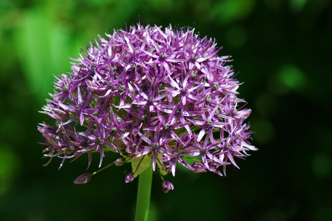Chris Day | Allium