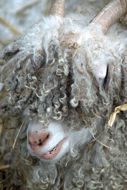 Chris Day | Angora Goat