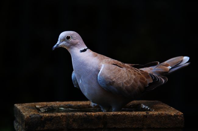Chris Day | Collared Dove