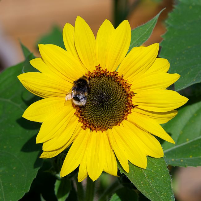 Chris Day | Sunflower and Bee