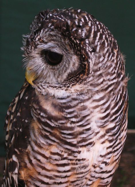 Chris Day | Little Owl