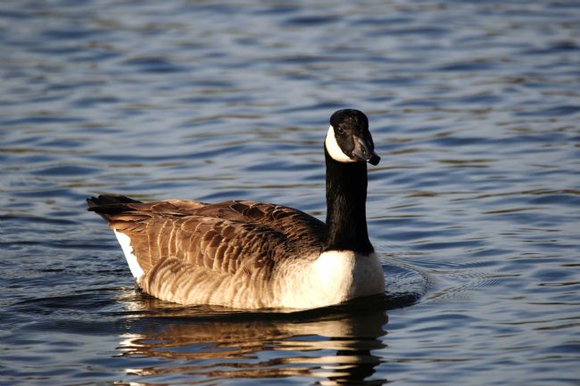 Chris Day | Canada Goose