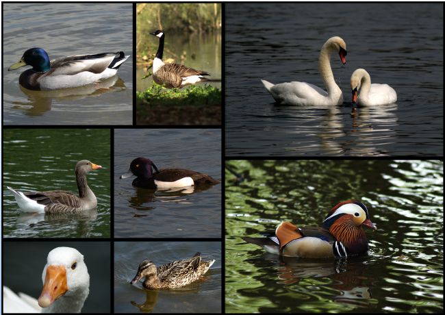 Chris Day | Collage of Wildfowl