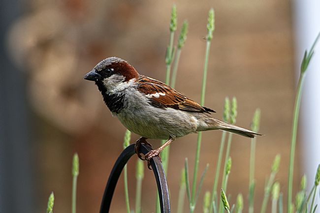 Chris Day | House Sparrow