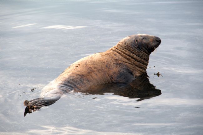 Chris Day | Common seal 