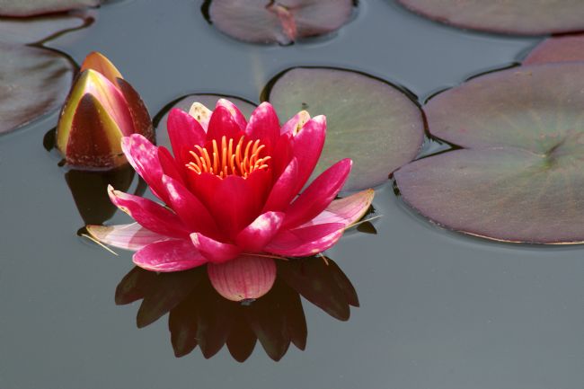 Chris Day | Water Lily