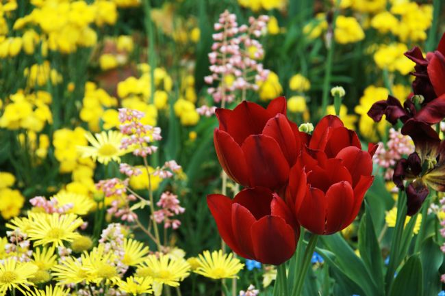 Chris Day | Red Tulips