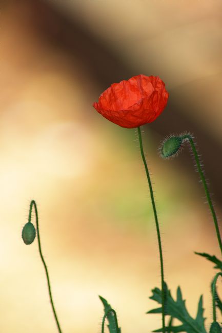 Chris Day | Poppy