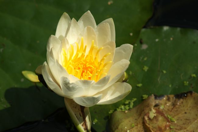 Chris Day | White Water Lily