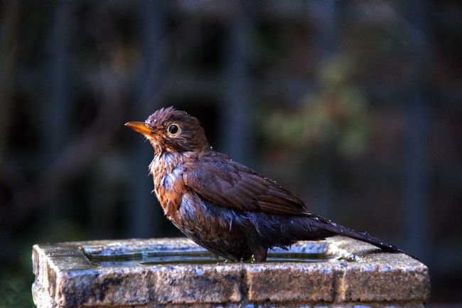 Chris Day | Juvenile Blackbird