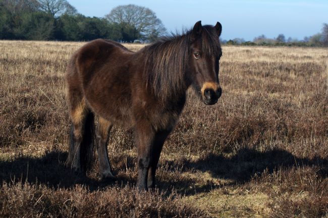 Chris Day | New Forest Pony