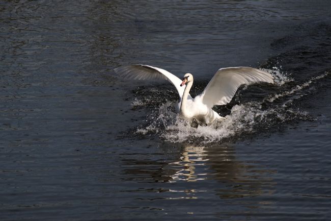 Chris Day | Mute Swan
