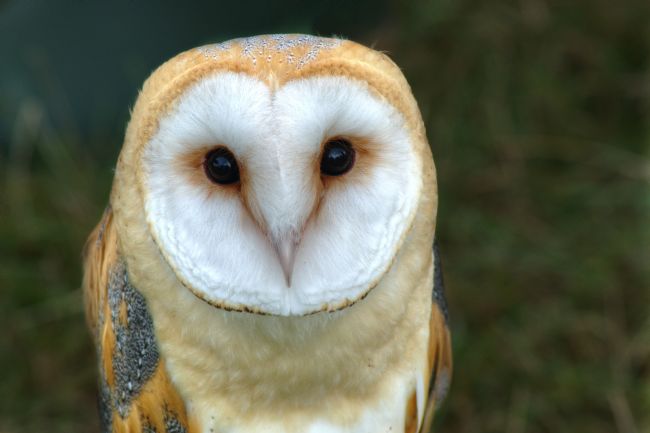 Chris Day | Barn Owl