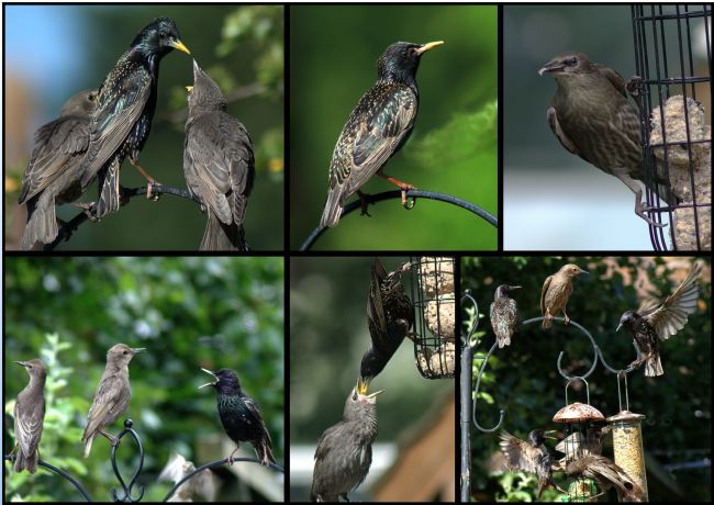Chris Day | Starlings in my garden