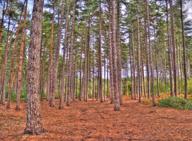 Chris Day | Magic Forest