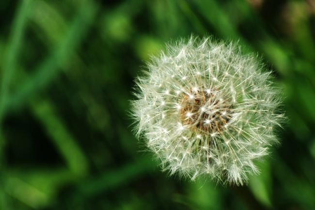 Chris Day | Dandelion Seed Head