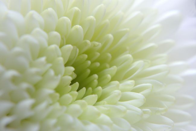 Chris Day | White Chrysanthemum