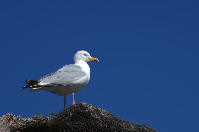 Chris Day | Herring Gull