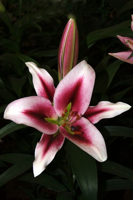 Chris Day | Blueberry Crush Lily