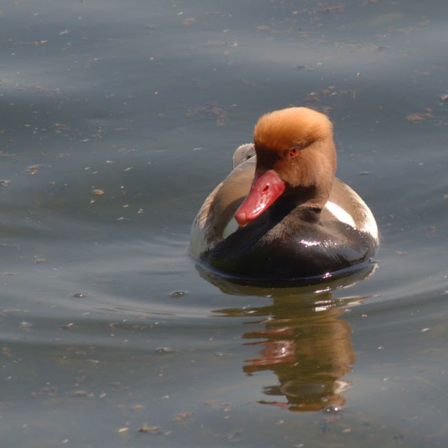 Chris Day | Red-Crested Pochard