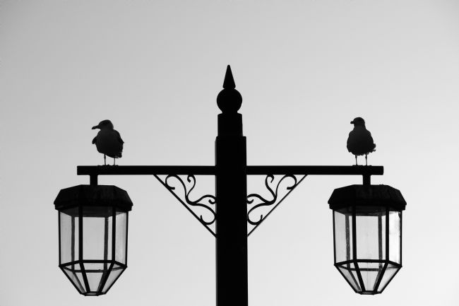 Chris Day | Silhouette of Two Gulls on a Lamp post