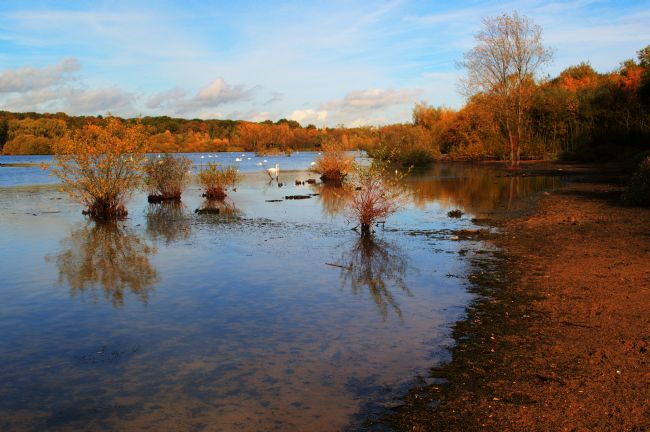 Chris Day | Autumn at Ruislip Lido