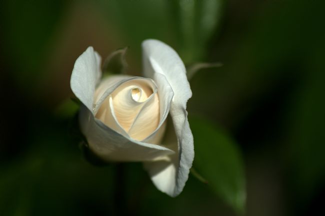 Chris Day | A white rose in my garden