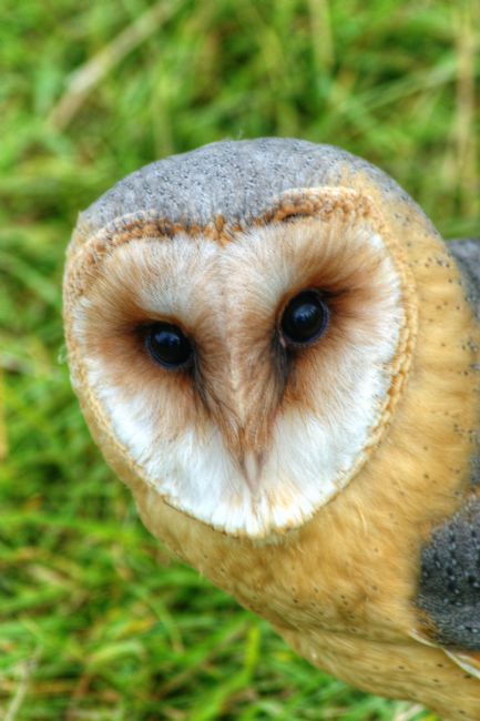 Chris Day | Barn Owl