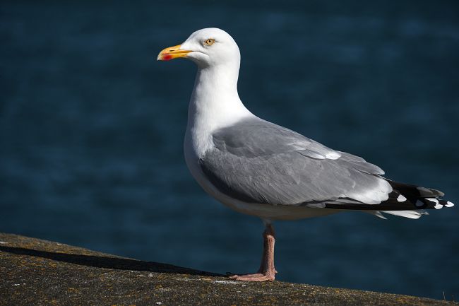 Chris Day | Herring Gull
