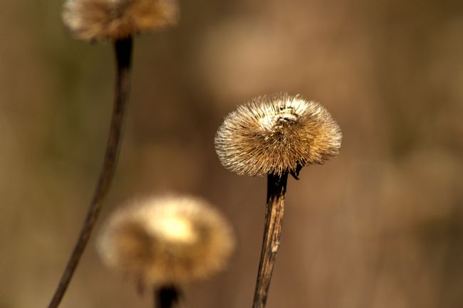 Chris Day | Telekia speciosa