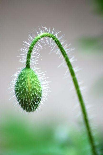 Chris Day | Poppy Bud