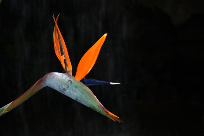 Chris Day | Strelitzia Reginae