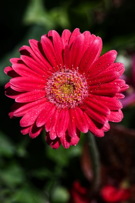 Chris Day | Pink Gerbera