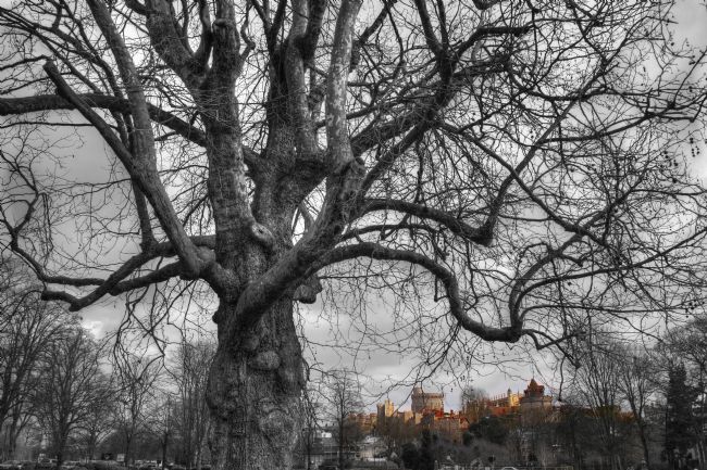 Chris Day | Windsor Castle