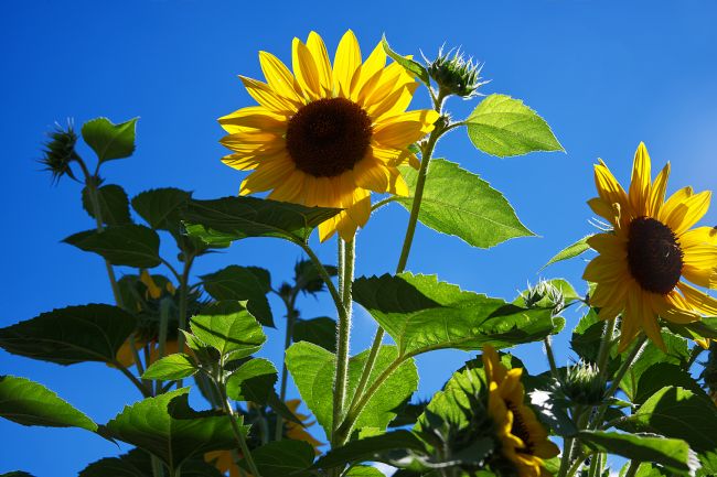 Chris Day | Sunflowers