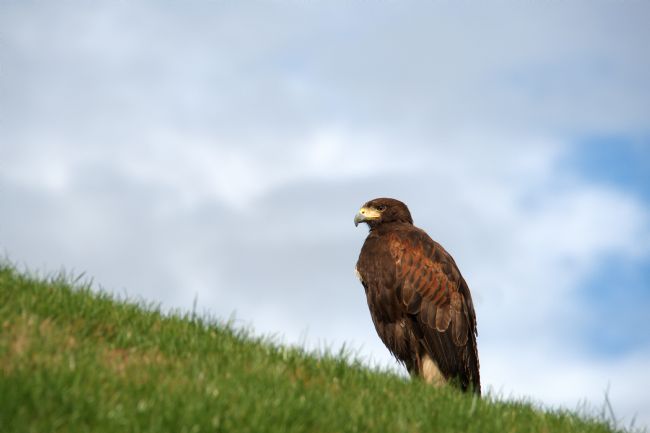 Chris Day | Harris Hawk