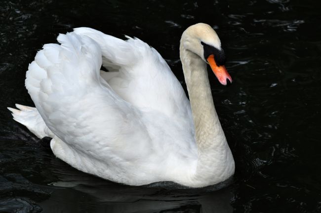 Chris Day | Mute Swan